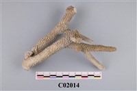 藏品(海珊瑚(小))的圖片